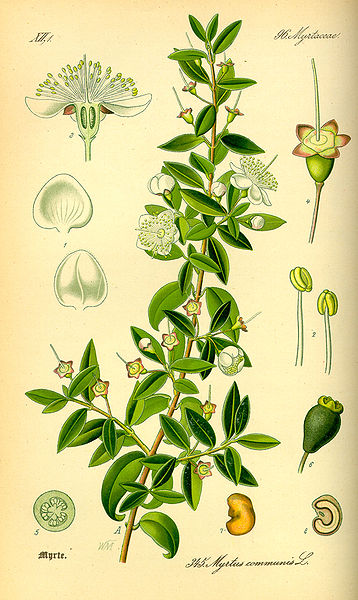 Myrtus communis ct cineol